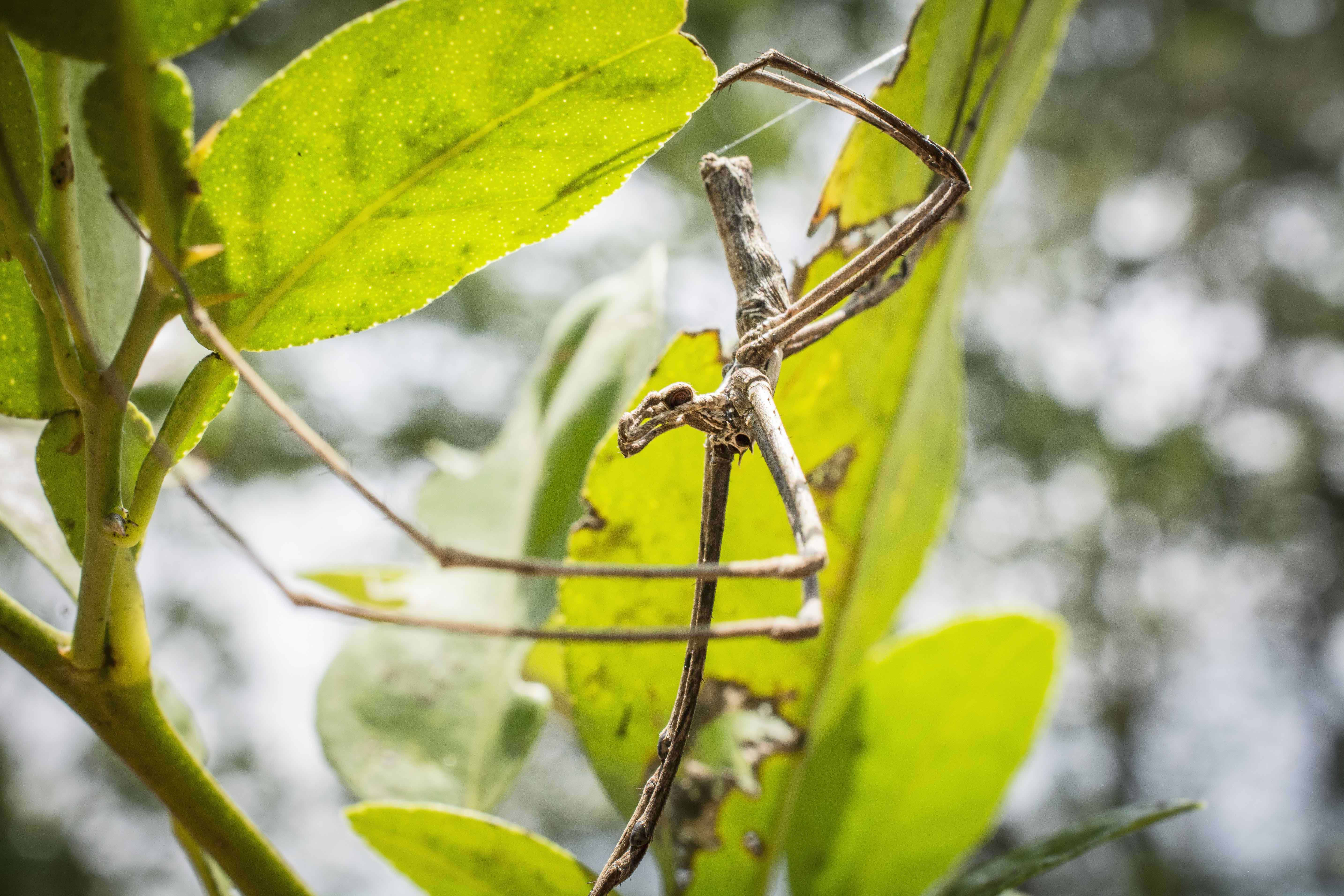 Snare Traps and Night-vision Goggles: Net-casting Spider on a Hunt