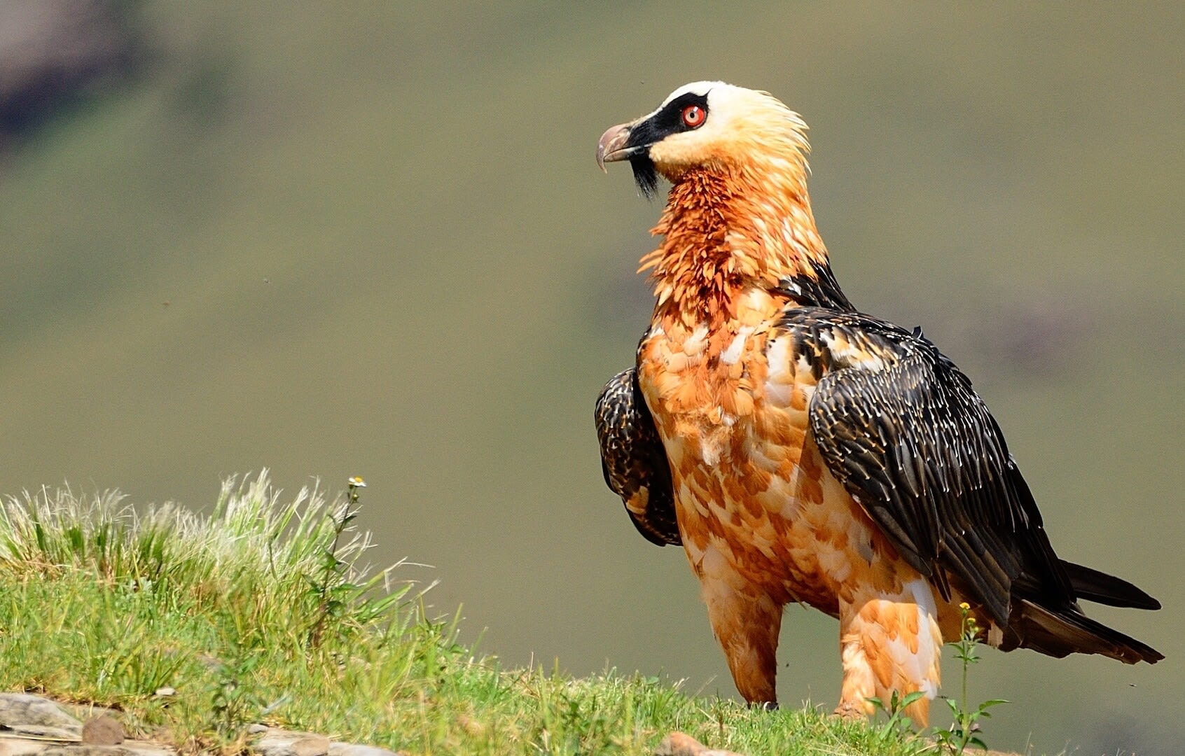 Bearded Vulture: The Marrow-Minded Raptor