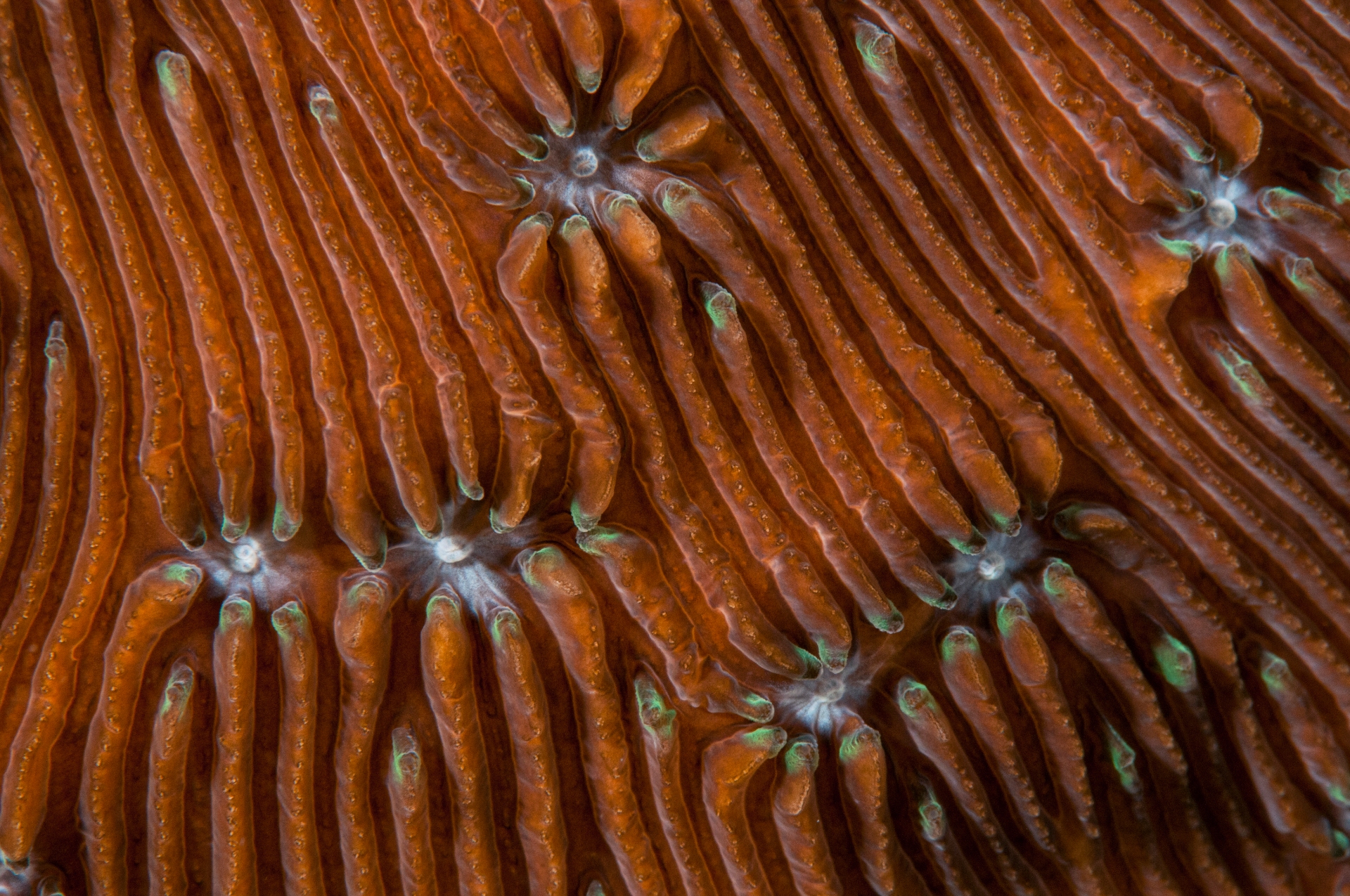 While appreciating the colours, patterns, and textures of corals, it’s easy to forget that we are looking at wild animals and not a tapestry of exquisite art. Pictured here from top are Diplostrea sp., Pavona sp. and Fungia sp. Photos: Umeed Mistry