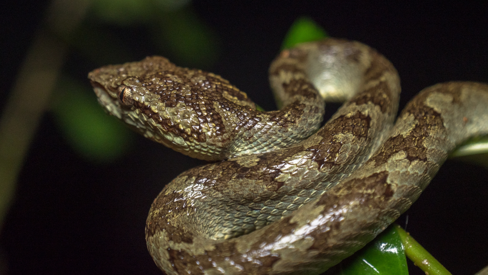 Morphs of the Malabar Pit Viper 