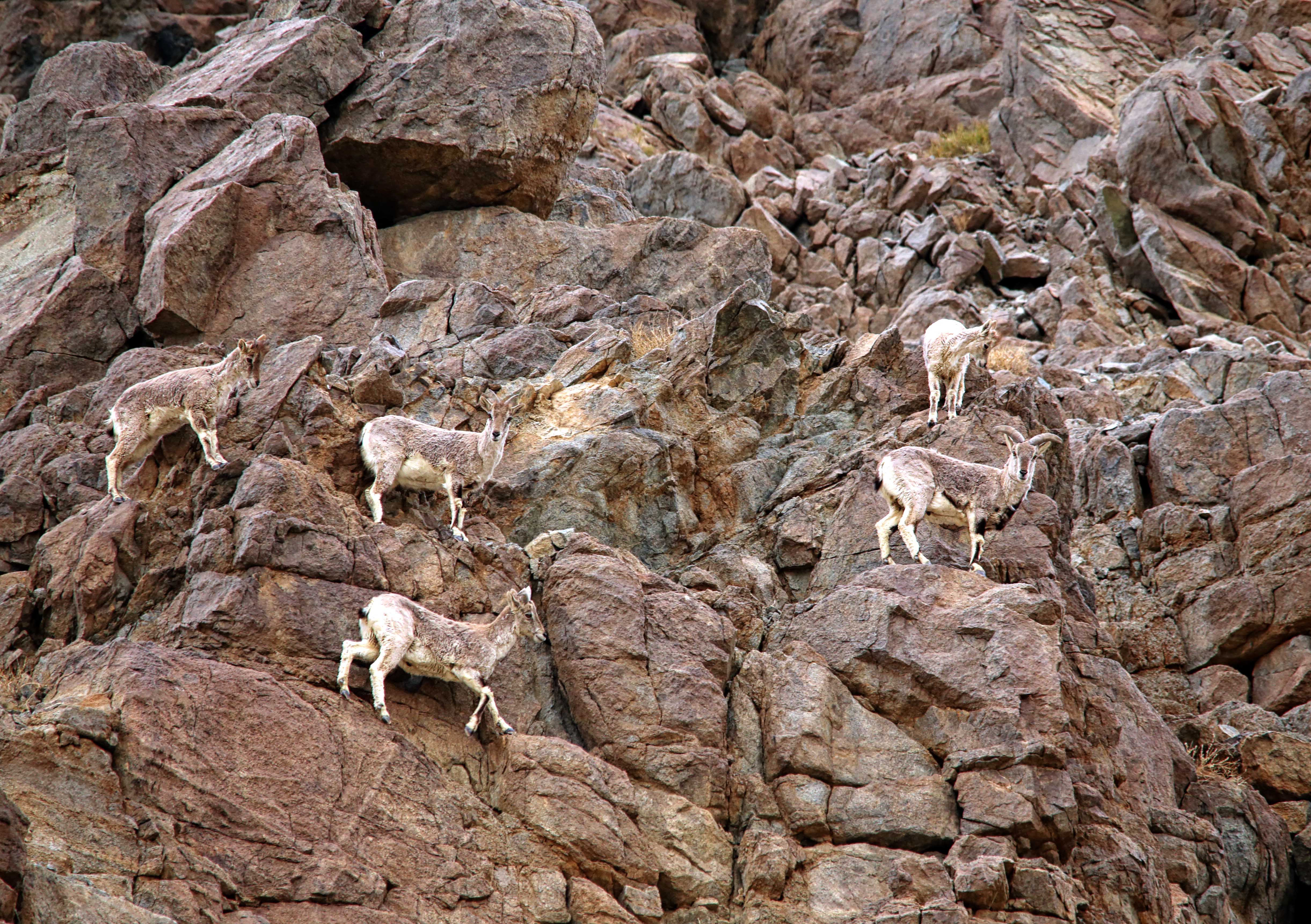 Cliff Hanger: The Blue Sheep That Isn’t
