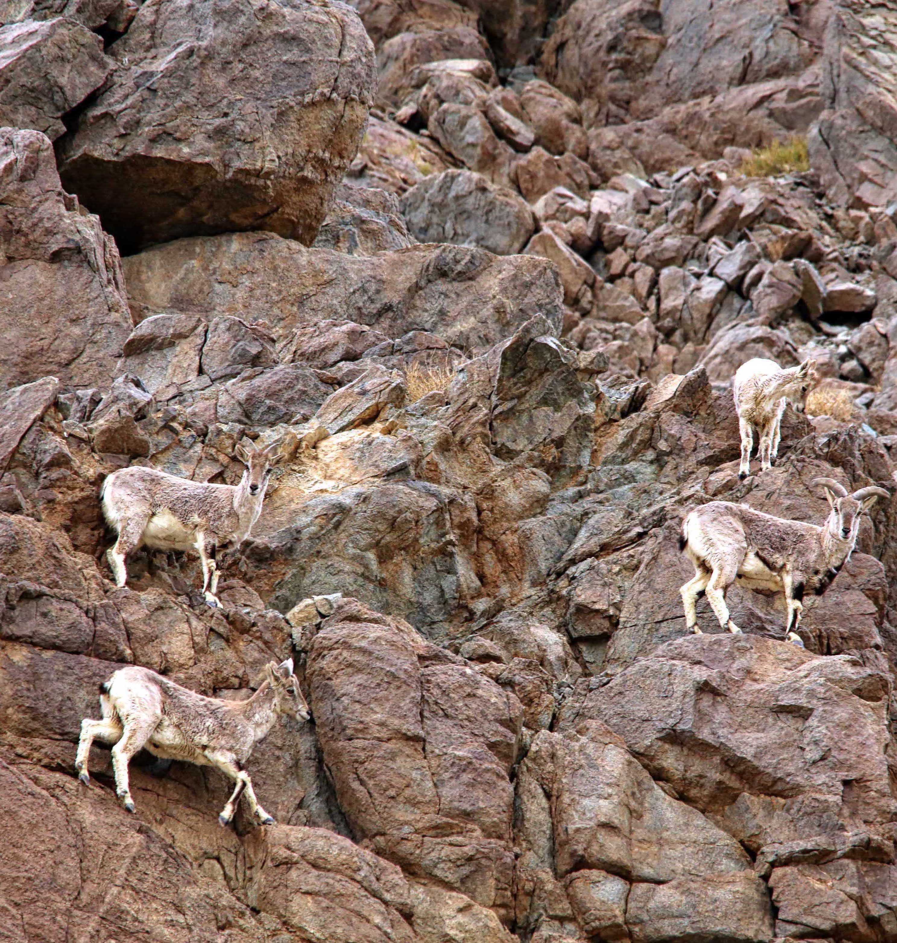 Cliff Hanger: The Blue Sheep That Isn’t