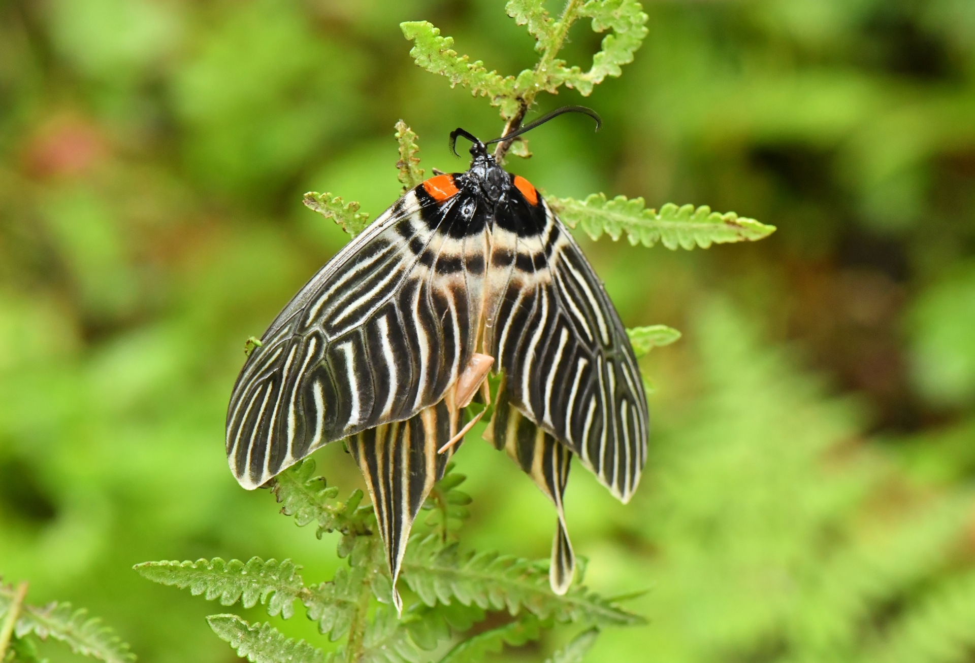 Wings of Chance: The Accidental Discovery of the Apatani Glory Moth