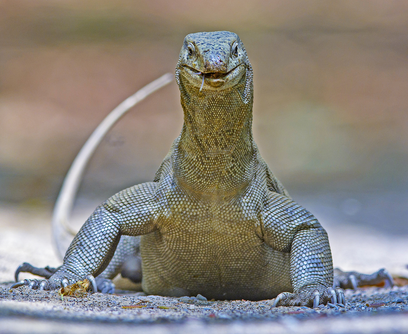 Of Forked Tongues and Scaling Fort Walls: Story of the Bengal Monitor Lizard
