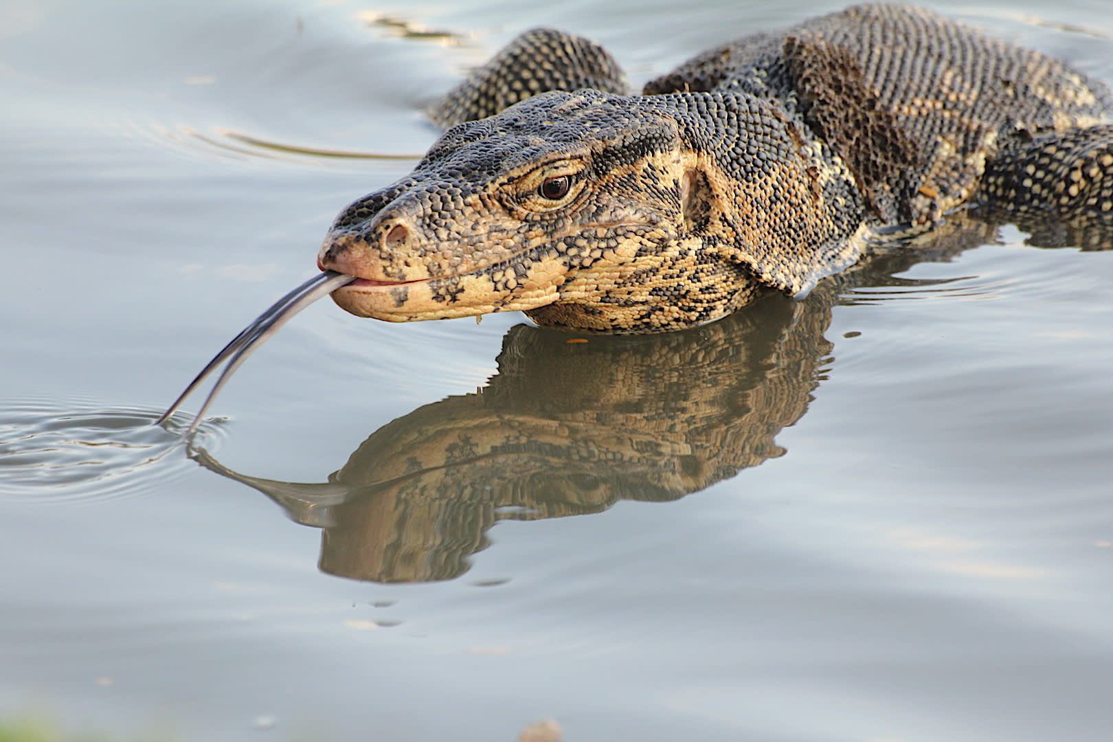 Living Dragons: Weapons, Defences and the Water Monitor Lizard