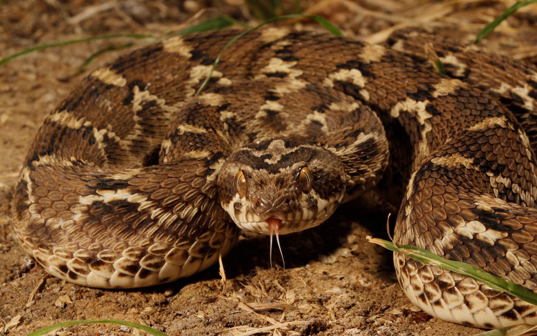 Saw Scaled Viper: Small, but Deadly | RoundGlass I Sustain