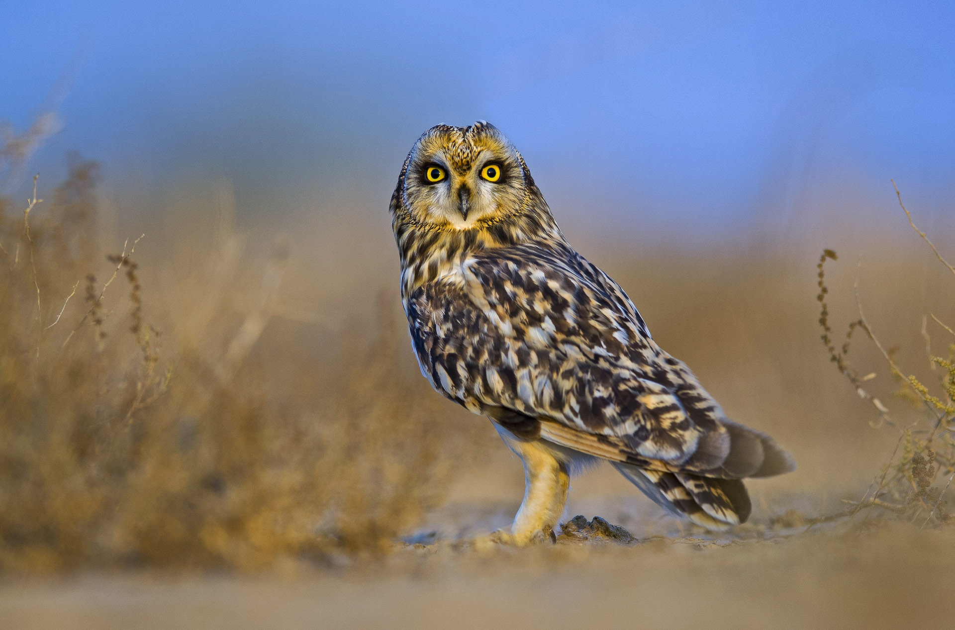 Short-eared Owl: Hidden Winter Resident of the Grasslands