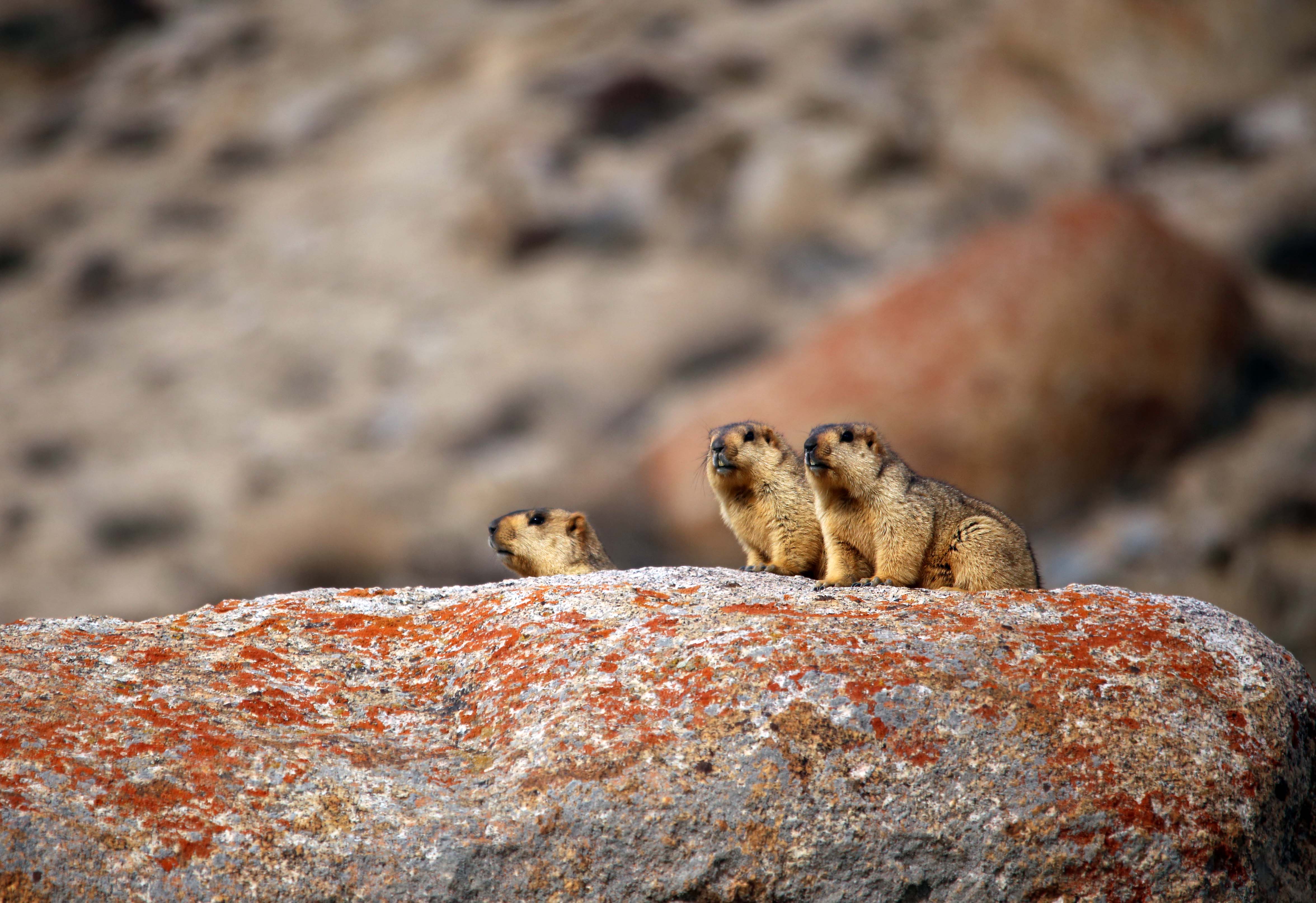 Getting Into a Huddle: The Himalayan Marmot Family