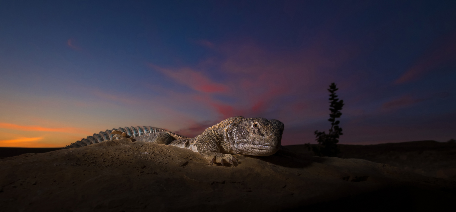 Tactical Tails: Life Moves in Slow Motion for the Spiny-tailed Lizard
