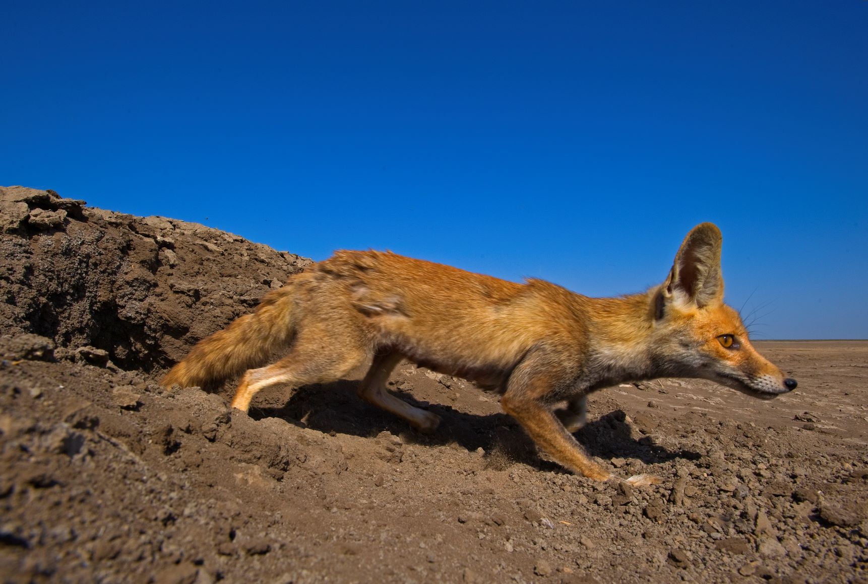 Foxy Tales Look Before You Leap RoundGlass Sustain