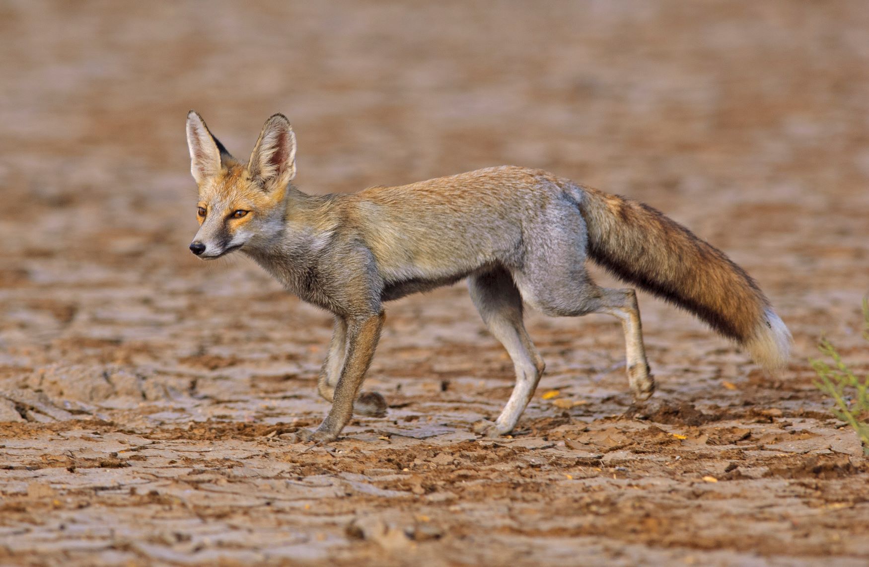 Foxy Tales: Look Before You Leap