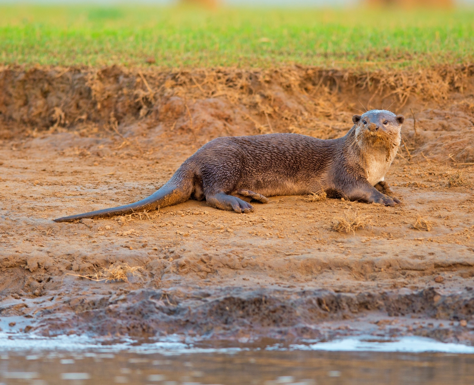 Smooth-Coated Otters: A Rough Ride Along Transforming Rivers