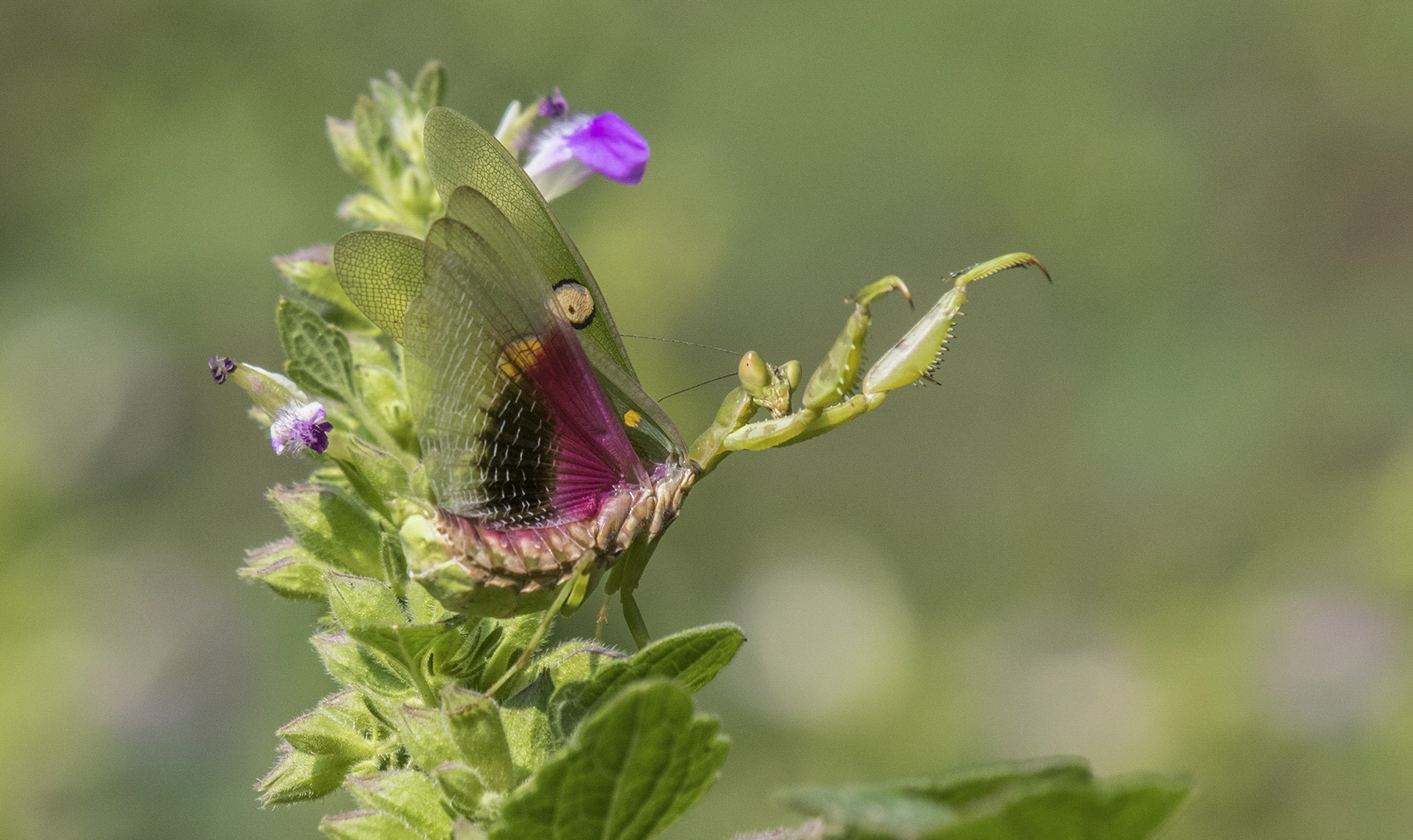 Out of Favour: Prayer for a Mantis