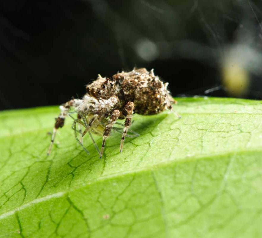 Spider Hunting Spider: Portia and the Art of Problem Solving