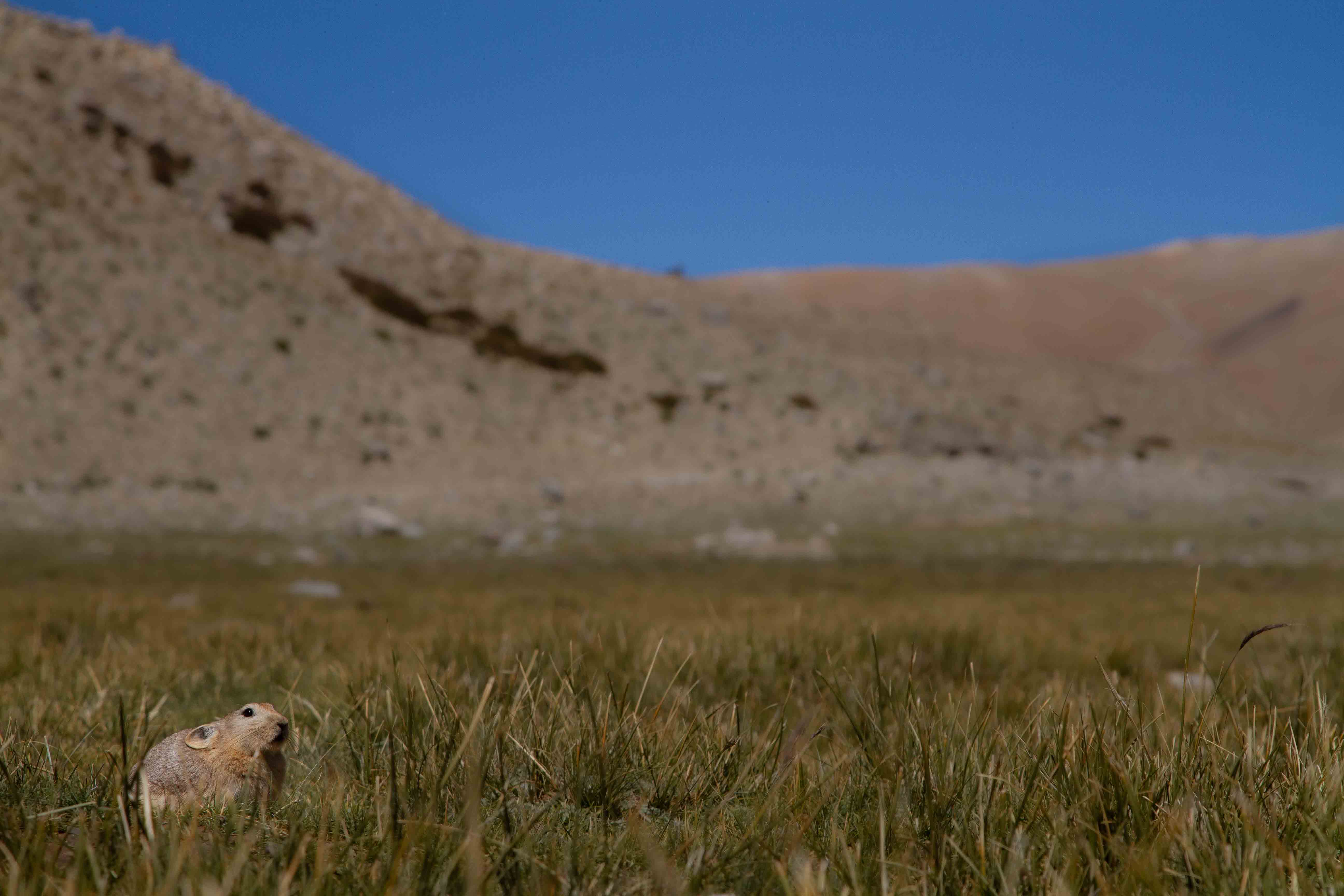 Pikas are usually found in high-mountainous regions such as Ladakh. Their thick fur and ability to store food for harsh winters helps them survive tough climate conditions. Photo: Shivang Mehta