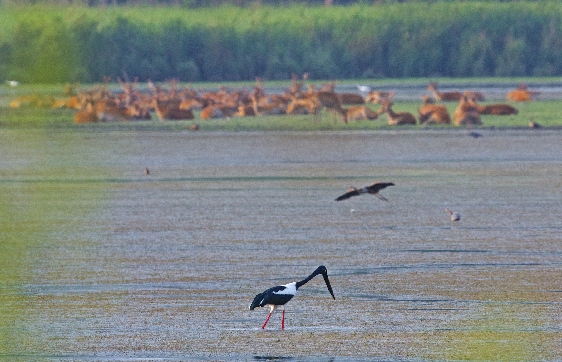 A black-necked stork walks around the marshy grasslands of Dudhwa National Park. Its strong legs allow it to move comfortably around the soft, unstable mud of wetlands when it is looking for prey. Photo: Dhritiman Mukherjee  The black-necked stork is a large bird that is almost five feet tall and easily identified by its striking glossy peacock-green neck that appears black from distance, hence its name. Cover Photo: Dhritiman Mukherjee 