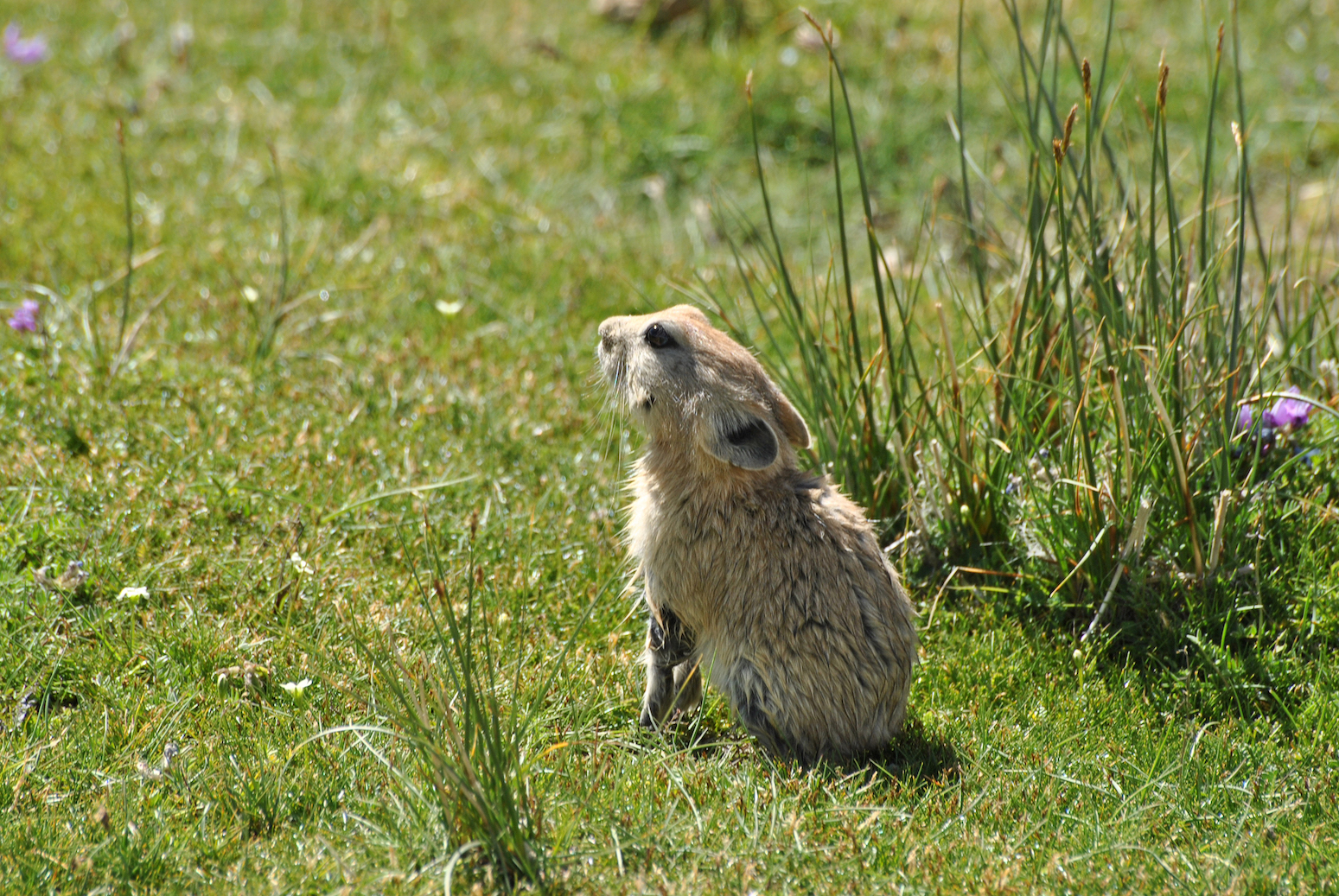 Thriving in Thin Air: Pikas of the Himalayan Talus