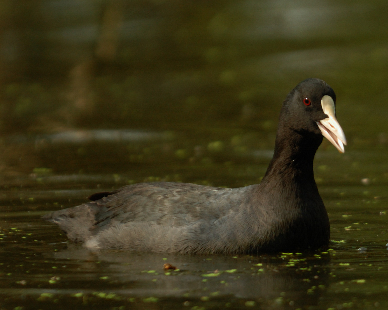 A Tux and a Dance: A Day in the Life of the Common Coot
