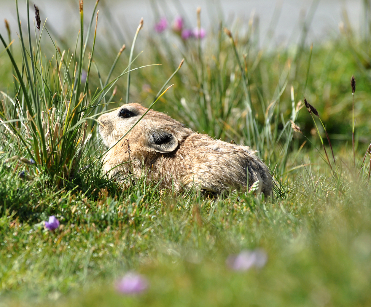 Thriving in Thin Air: Pikas of the Himalayan Talus