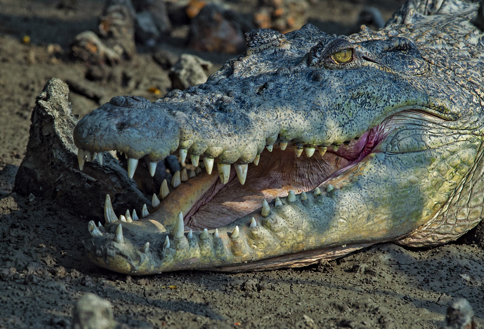 Croc Talk: Of Salt, Scales, and Swamps
