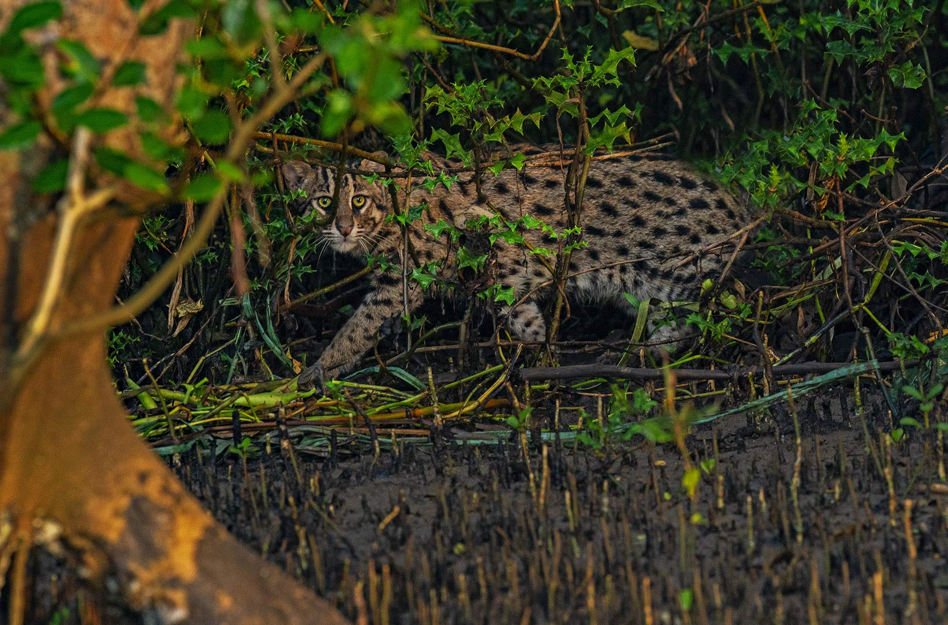 Hunter Among The Mangroves The Fishing Cat Of Coringa