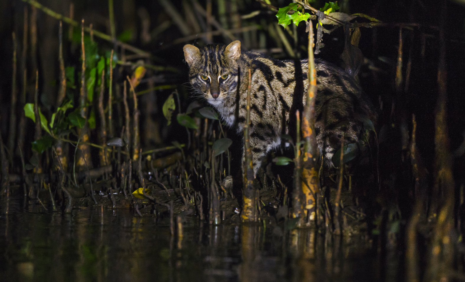 Fishing Cat Facts, Population RoundGlass Sustain