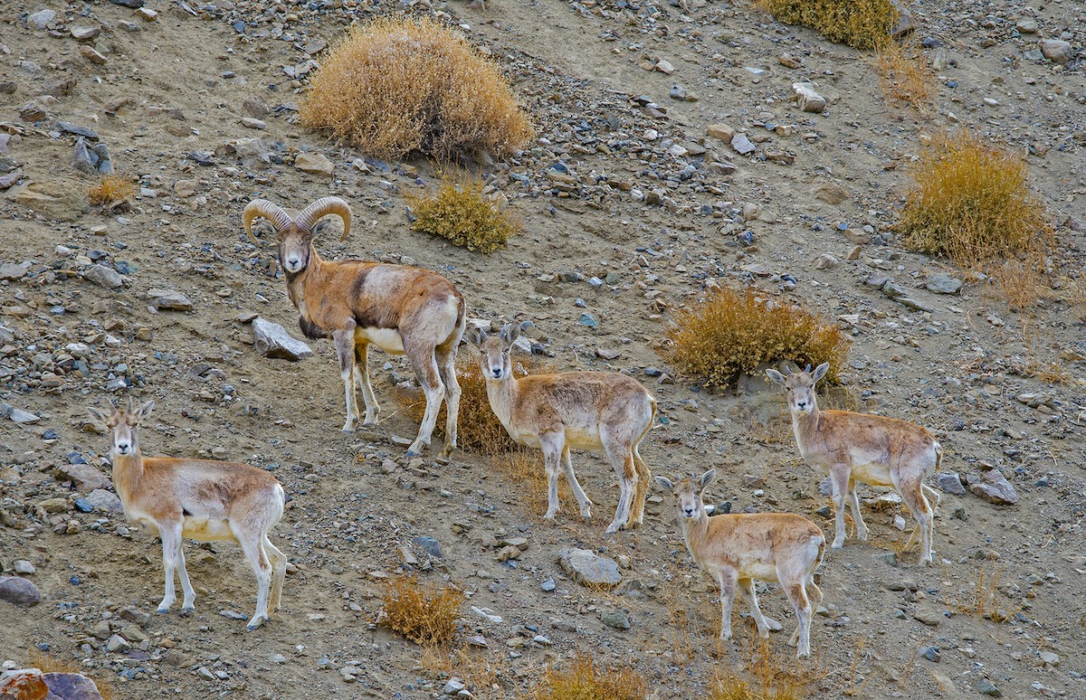 Cross Connections: The Story of Humans, Urial, and their Kin