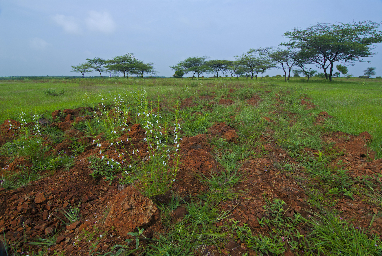 The Great Indian Bustard Sanctuary in Nannaj, Maharashtra, has wide swathes of open grasslands, with short grasses and sparsely scattered trees, ideal for the GIB. Photo: Dhritiman Mukherjee