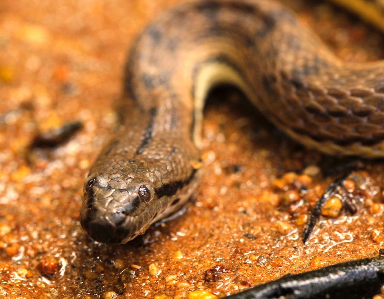 Dog-faced Water Snake: Sludge and Salt in the Intertidal Zone