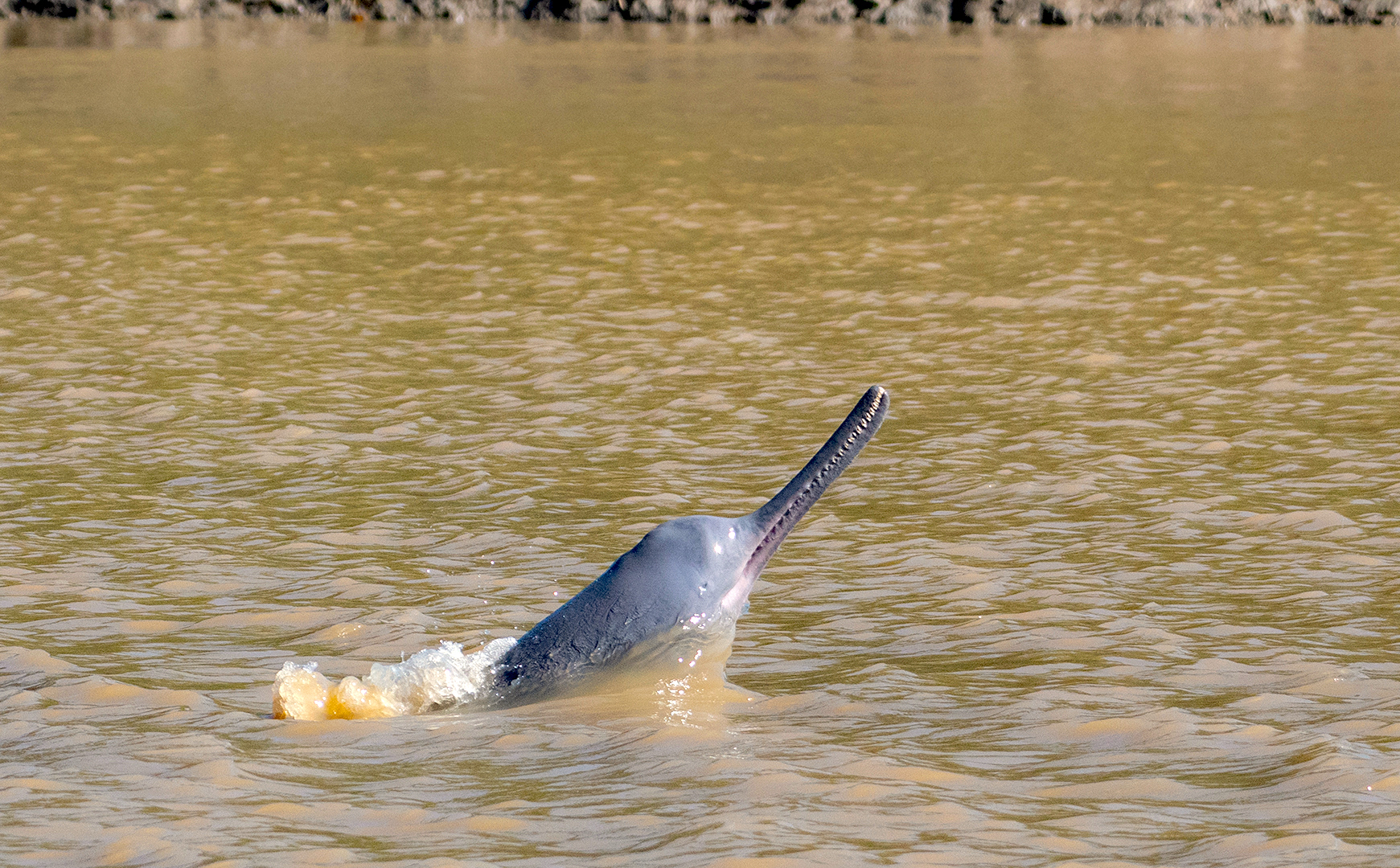 Staying Alive: South Asian River Dolphins