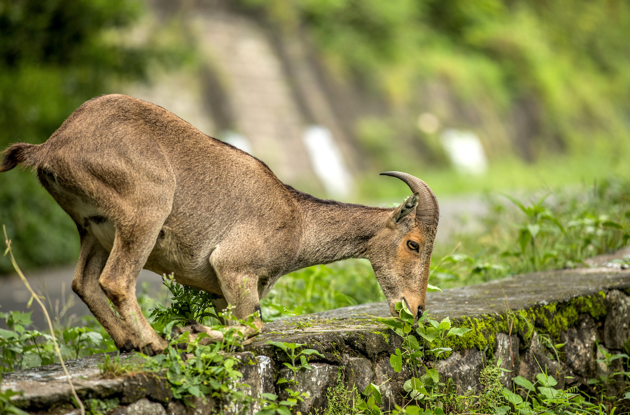 Clouds, Hills, and Sightings of the Nilgiri Tahr