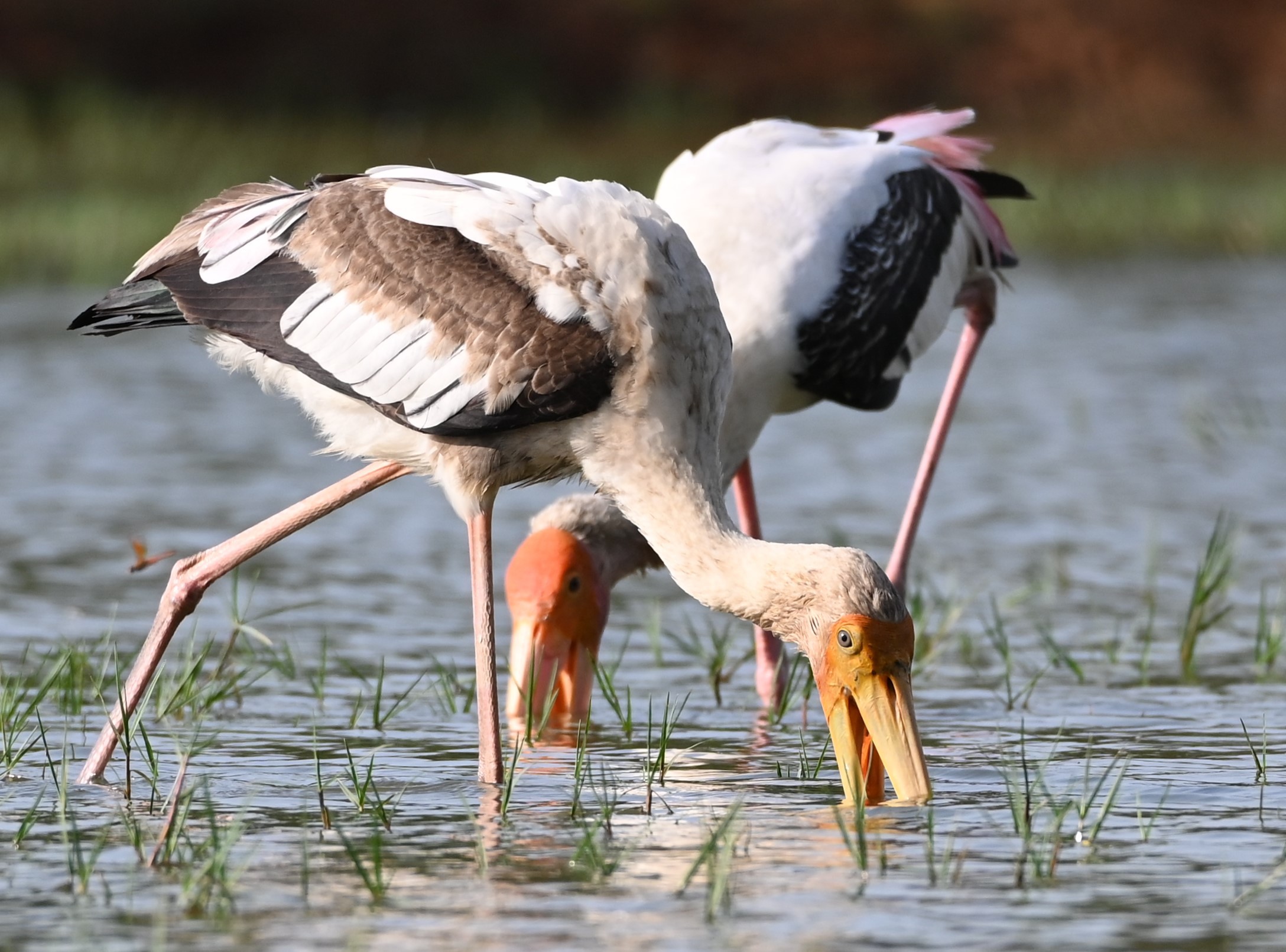 Painted Storks: Colouring the Coringa Wetlands