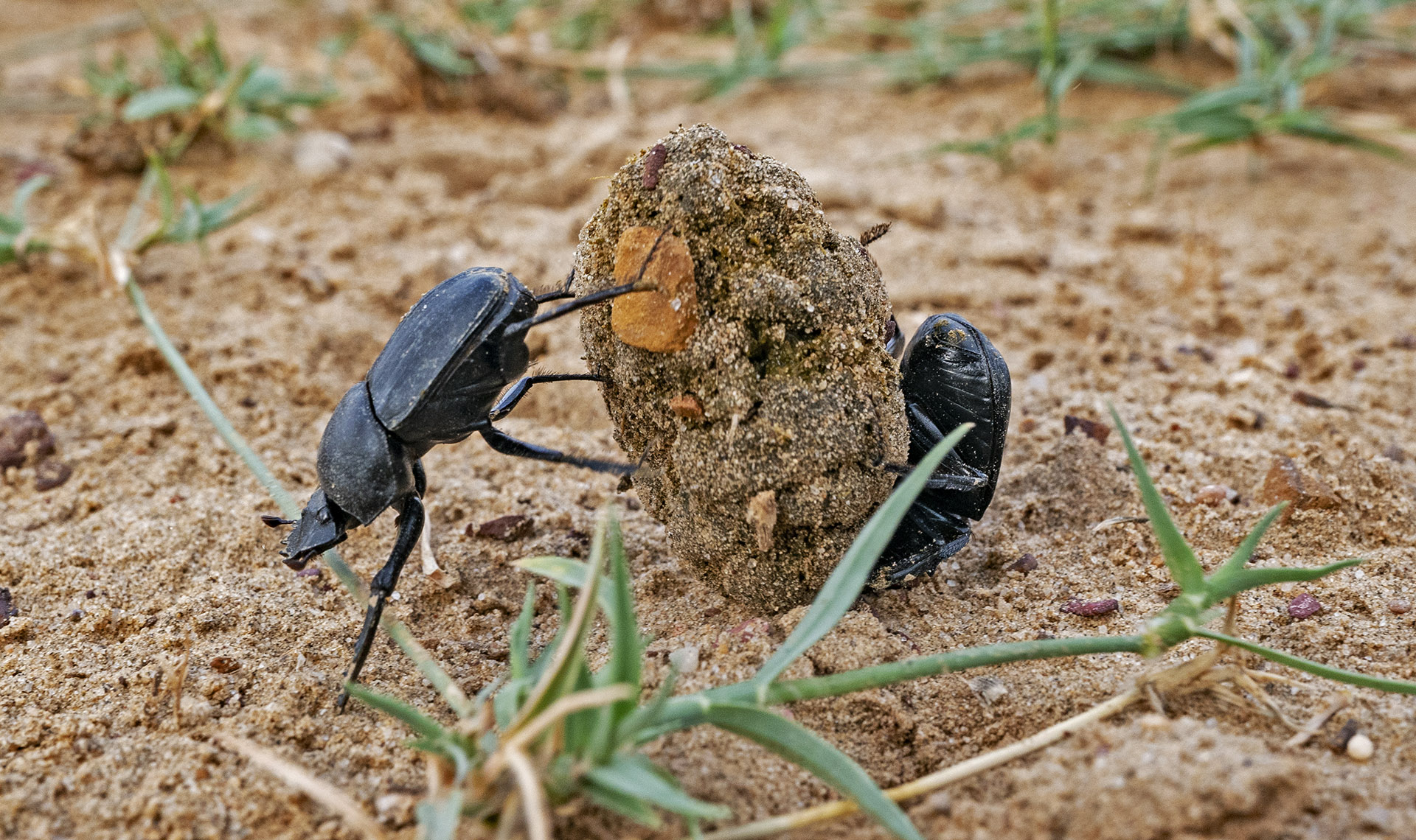 Dung Beetles: The Little Things That Run the World