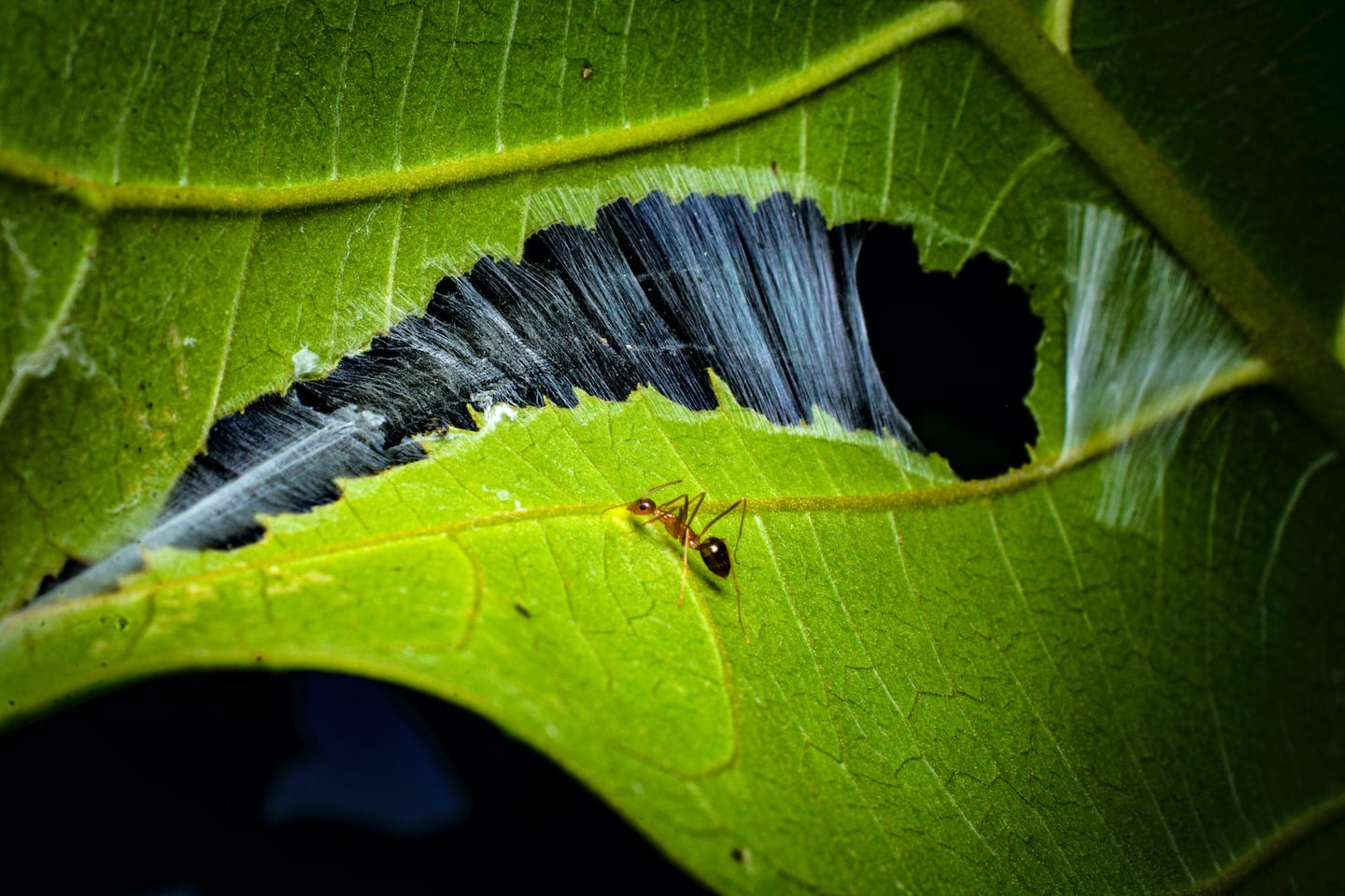 Weaver Ants: Leafy Kingdoms and New Empires