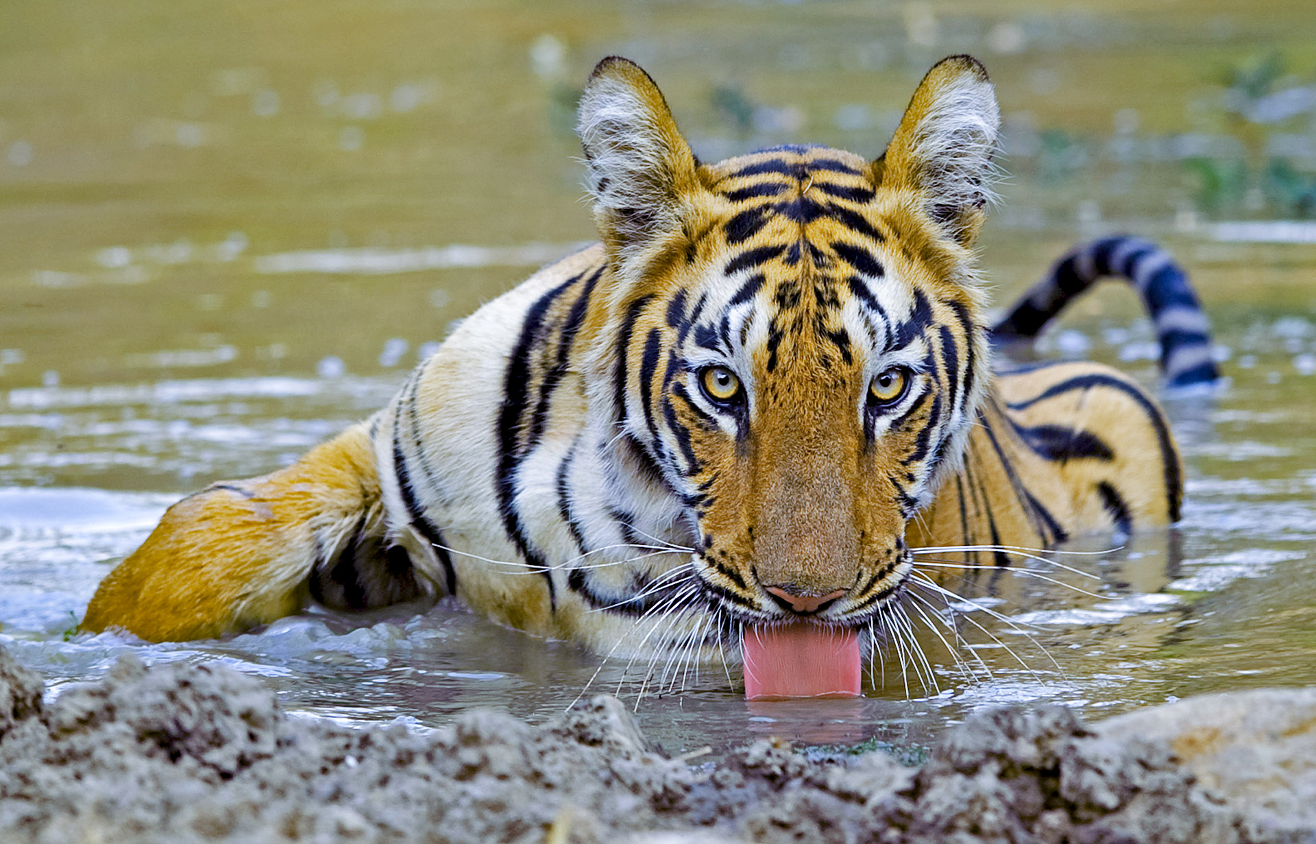 The Guide: Tadoba-Andhari Tiger Reserve