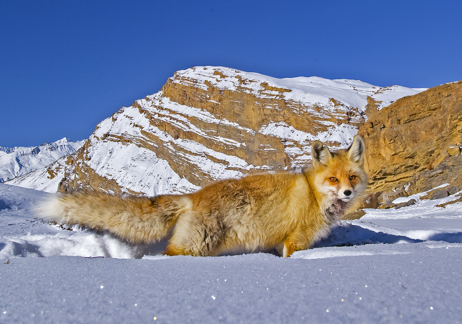 Red Fox | RoundGlass | Sustain