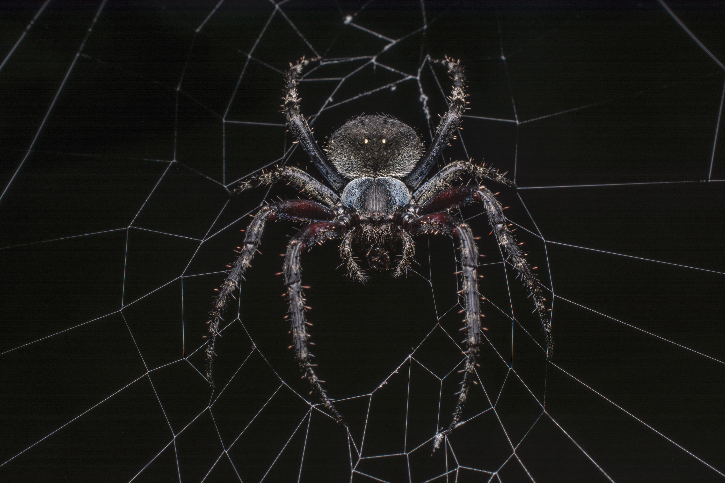 An orb-weaver spider feeds on a midnight snack. Orb-weavers can be found everywhere from dense forests to home gardens. Photo: Samuel John