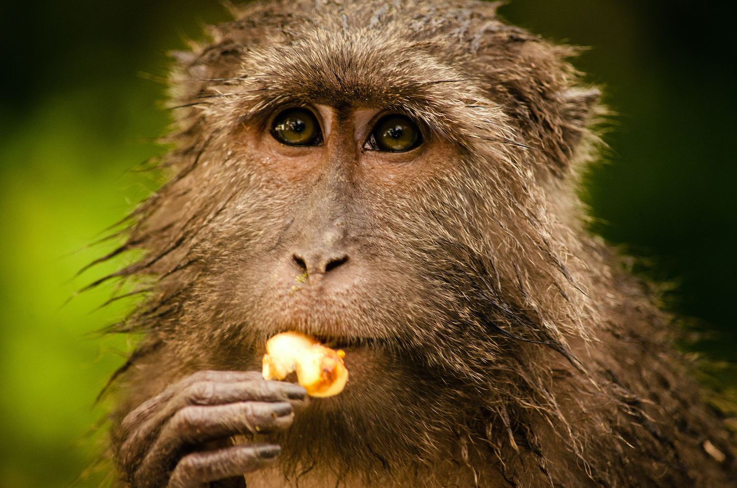 Island Shenanigans: Nicobar Long-tailed Macaques in a Tropical World by the Sea