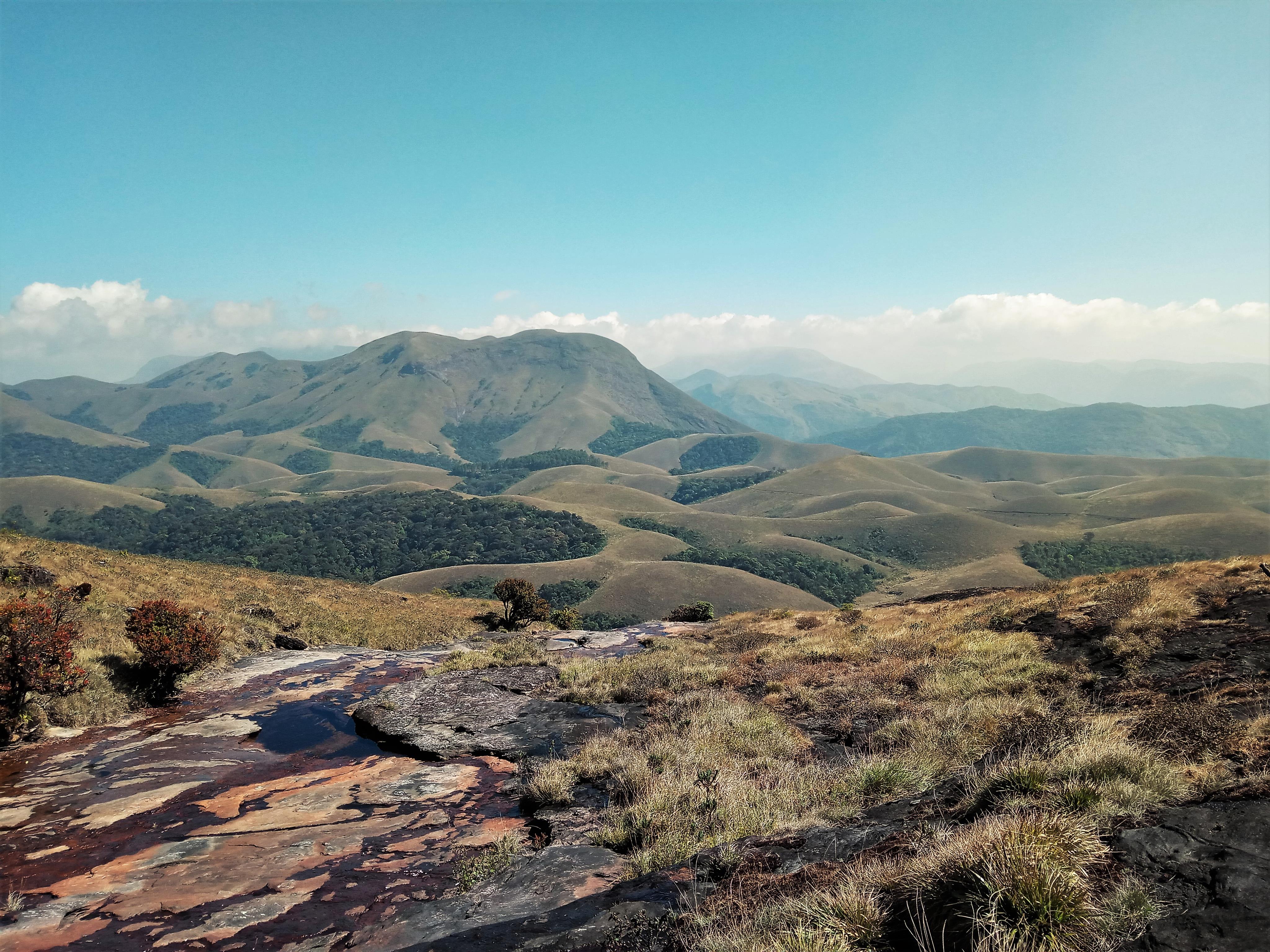 The Anaimalai Hills, a unique mosaic of grasslands interspaced with lush tropical forests, is a key habitat for the Nilgiri tahr.  Photo: Abhishekgopal1993 CC BY-SA 4.0  The Nilgiri tahr is a unique mountain goat that lives in the montane grasslands of Tamil Nadu and Kerala. In Tamil, it is known as “varaiaadu” which is derived from “wurrai” and “addu”, meaning “precipice” and “goat” respectively; it is called the “varyaadu” in Malayalam. Photo: Akshay Manwani