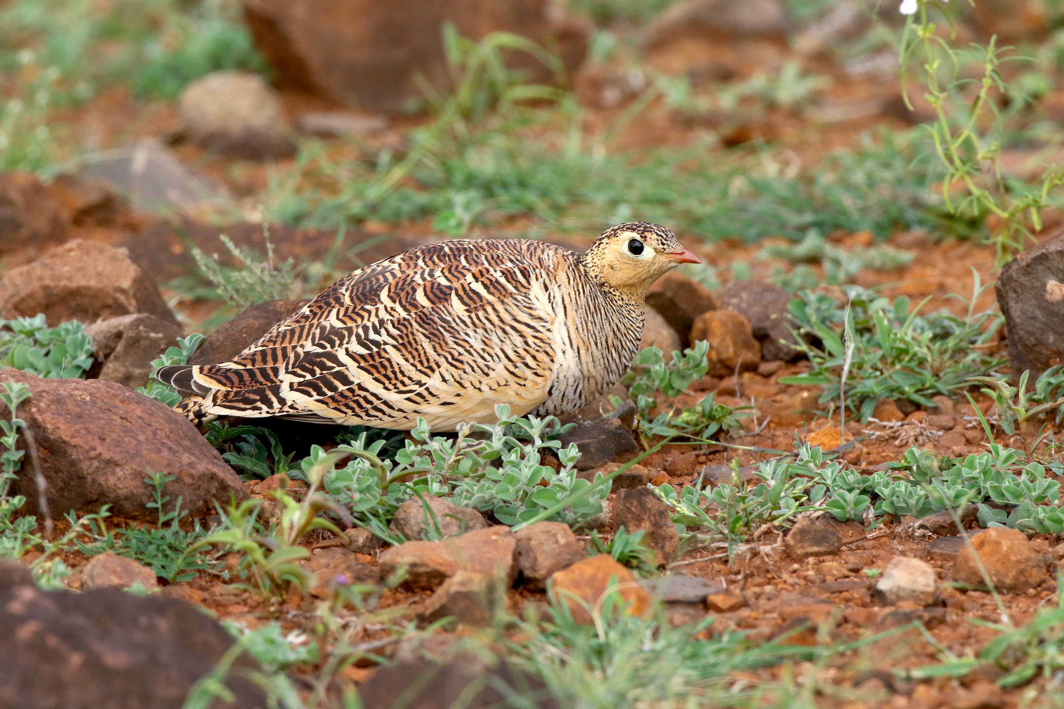 Painted Sandgrouse: The Art of Blending In