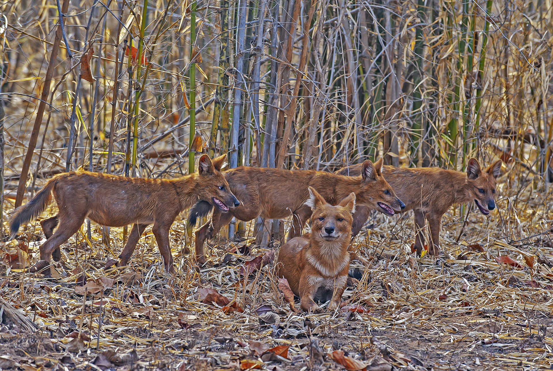 With severe habitat loss dholes have been known to come into areas occupied by humans, though their favoured playground remains the jungle. 