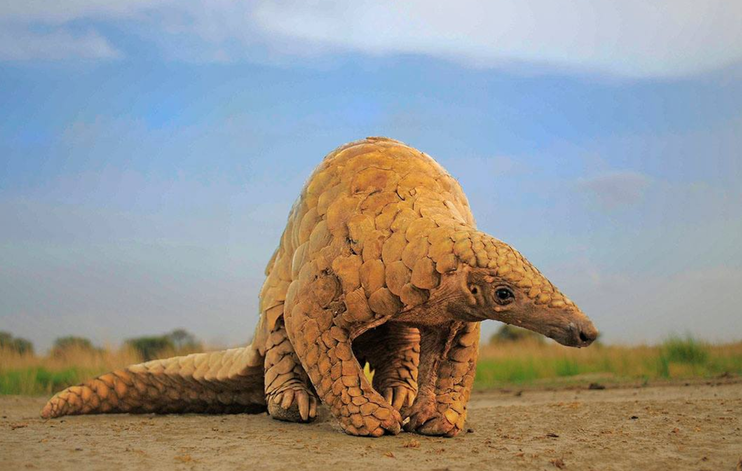 Pangolins in Peril: The Illicit Wildlife Trade has Pushed this Mammal to the Brink of Extinction
