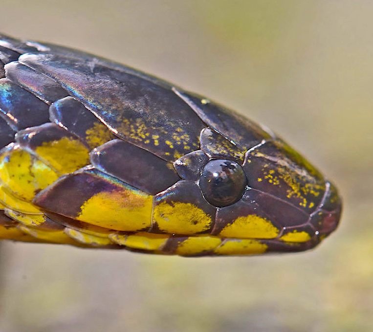 Anamalai Wood Snake Found in Western Ghats RoundGlass Sustain