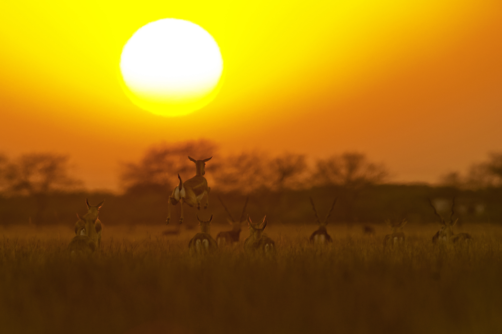 Blackbuck are social animals that roam in herds comprising numerous males and females. They are a joy to observe, especially in motion. 
Photo: Dhritiman Mukherjee
