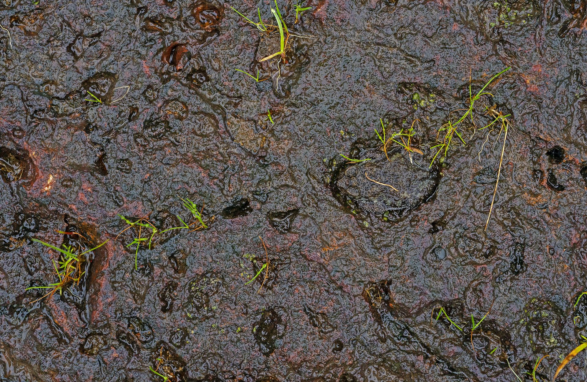 The Amboli toad (Xanthophryne tigerina) is another endemic species, confined to rocky plateaus near Amboli, in the Sindhudurg district, Maharashtra. Can you spot the toad in this picture? (It’s sitting in a depression in the rock, just right of centre) 