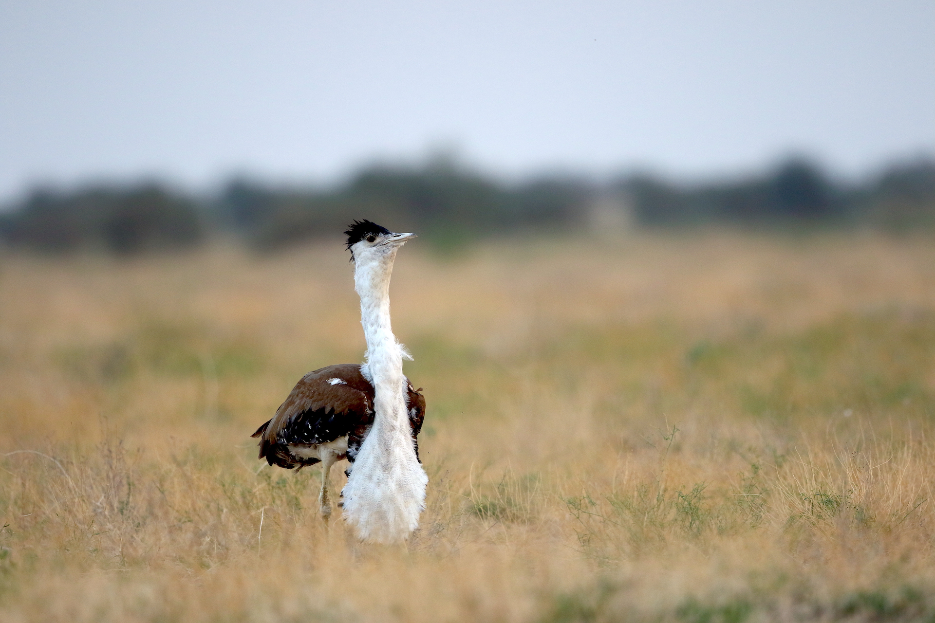 The most curious aspect of the great Indian bustard’s courtship ritual involves a neck pouch, called the “gular”, that only males of the species possess. Located below the tongue, the gular is inflated to produce a loud call during breeding season — a siren call of sorts, to let the ladies know the show has begun. 
In peak display mode, males strut around with their tail feathers raised, their body plumage fluffed, and their gular hanging like a deflated balloon between their legs. According to an article by ecologist Dr Arvind Singh, “It stands in the same position for a few minutes and to further highlight the effect, it produces deep moaning calls.” Photo: Gobind Sagar Bharadwaj