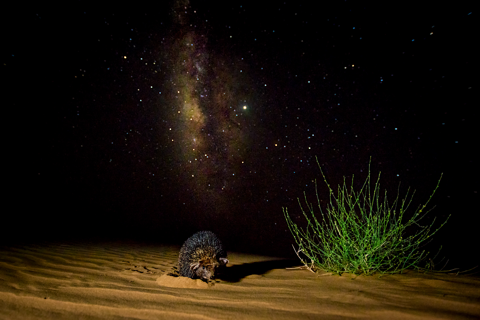 Desert nights are magical: the weather cools, stars glitter like diamonds, and nocturnal species like scorpions, snakes, and the long-eared hedgehog emerge. Despite this diverse cast of characters, the Thar desert is degenerating. Large tracts are being mined for minerals, while other areas are being converted into plantations in a misguided attempt to “greenify” the environment. “There are barely any real dunes left,” says Ramanuj, “so what will happen to all the species that live in and around them?” 
Like many conservationists, Ramanuj believes that the desert is a valuable ecosystem, that shelters varied flora and fauna, and a wealth of human culture too. Some of the oldest known civilizations were discovered in desert areas — what other treasures might they hold? Photo: Soumabrata Moulick