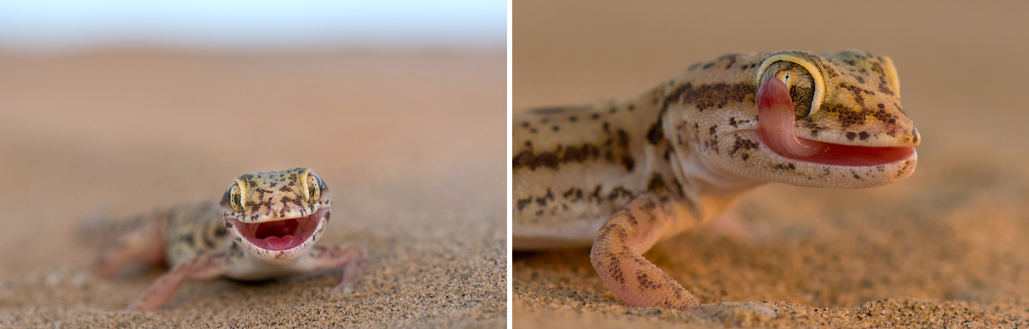 More commonly sighted is the Sind sand gecko (Crossobamon orientalis), which can be found amidst sand dunes, along village roads, and outside people’s homes. “Observational evidence suggests it is an important part of the diet of birds, snakes, even spiders,” says Ramanuj, “but it is hard to say for sure without proper research.” Most species of gecko do not have eyelids, and frequently lick their eyes to clear the optical lens of sand and dirt. Photos: Vipul Ramanuj