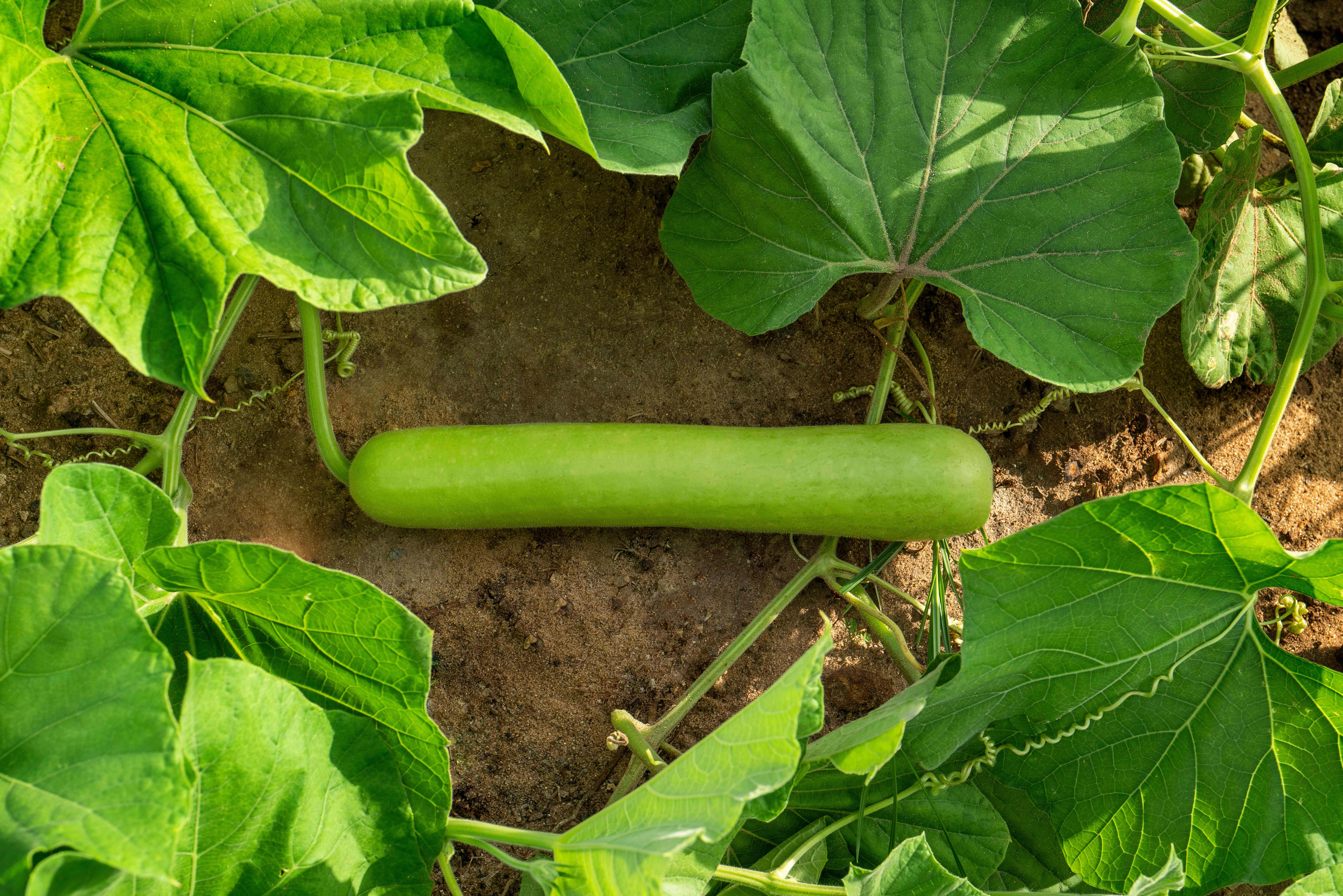 bottle-gourd-plant-best-pictures-and-decription-forwardset-com