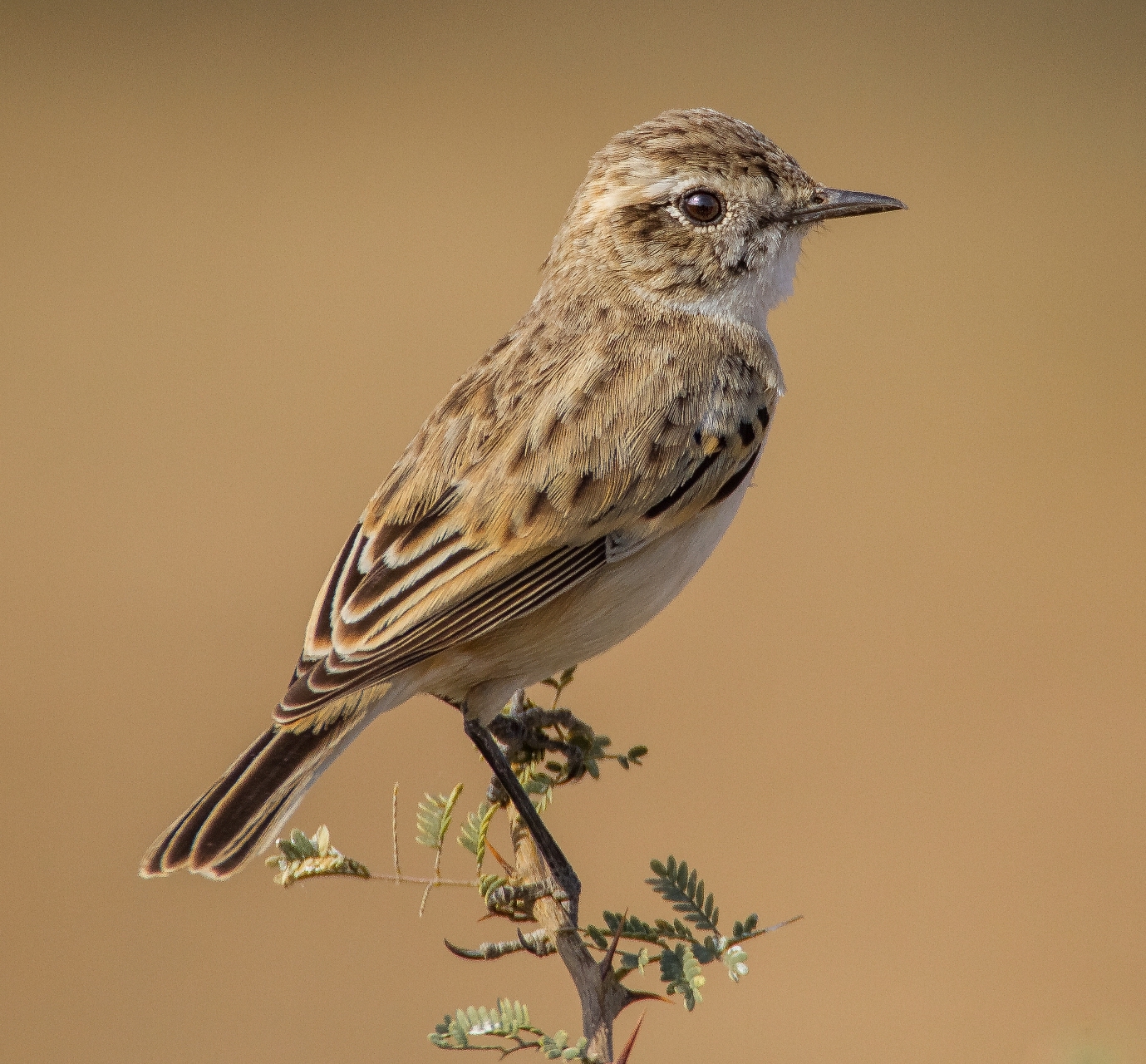 White-browed Bushchat: The Enigmatic Desert Dancer